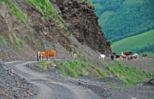 Road to Shatili - Cows