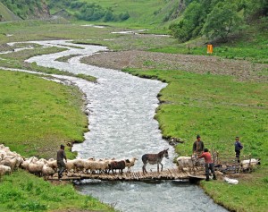 Road to Shatili - Sheep