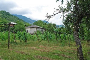 Khvanchkara - Vines