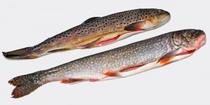 Adirondacks - Ice Fishing