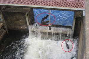 Fishing the Salmon River - Hatchery