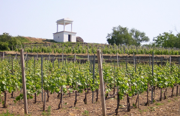 Tokaj - Disznókő Winery