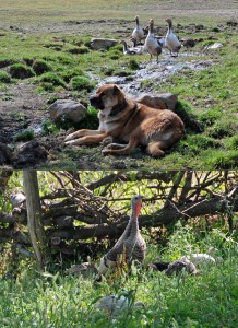 Azerbaijan - Road to Quba