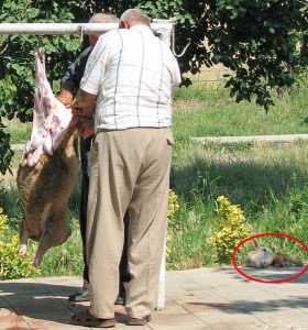 Azerbaijan Adventures - Shaki