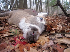 Pulaski - Deer Hunting
