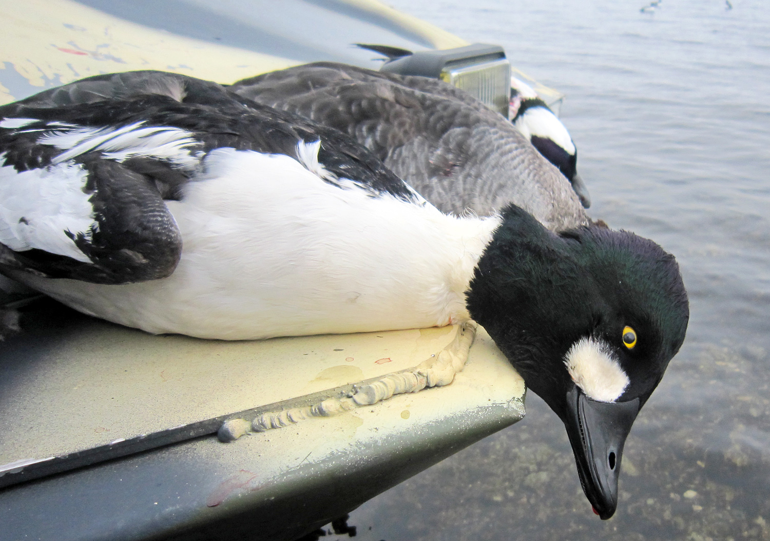 Lake Ontario Wild Duck and Goose Rillettes | Food Perestroika