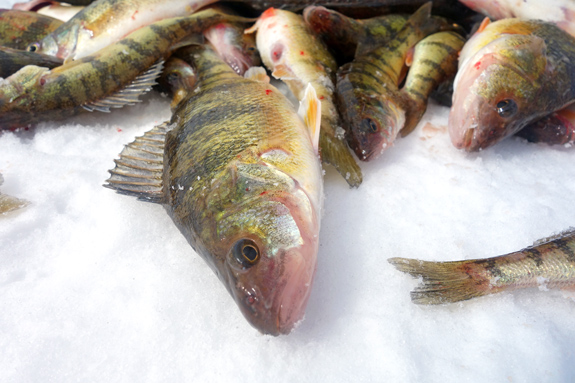 Lake Ontario - Ice Fishing - Yellow Perch