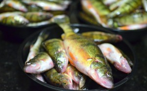 Yellow Perch Cutlets, Artichoke Varenyky and Morel Sauce