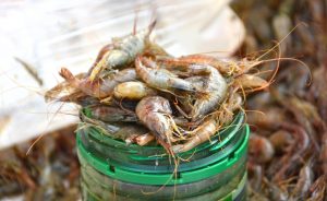 Ukraine - Odessa - Privoz Market - Seafood