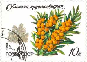 Sea-Buckthorn Soviet Stamp
