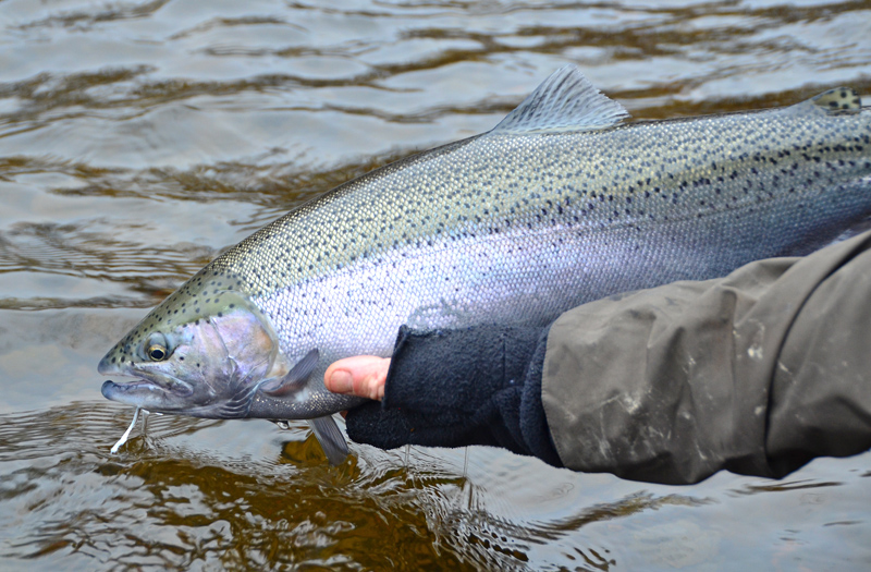 Salmon River - Steelhead Fishing