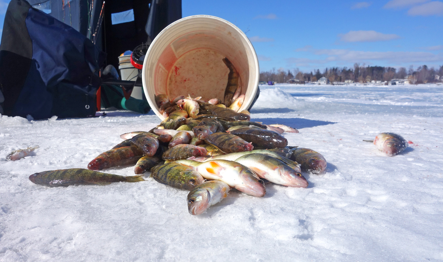Ice Fishing - Yellow Perch
