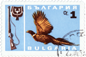 Pheasant
