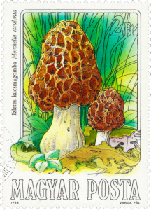 Morel Mushroom - Hungary, circa 1984