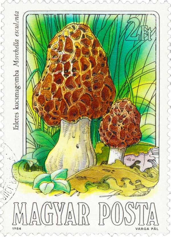 Morel Mushroom - Hungary, circa 1984