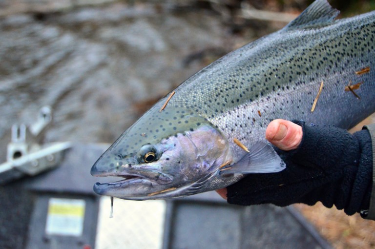 Buckwheat Blini with Trout and Chanterelles, Cabbage Sauce and Honey