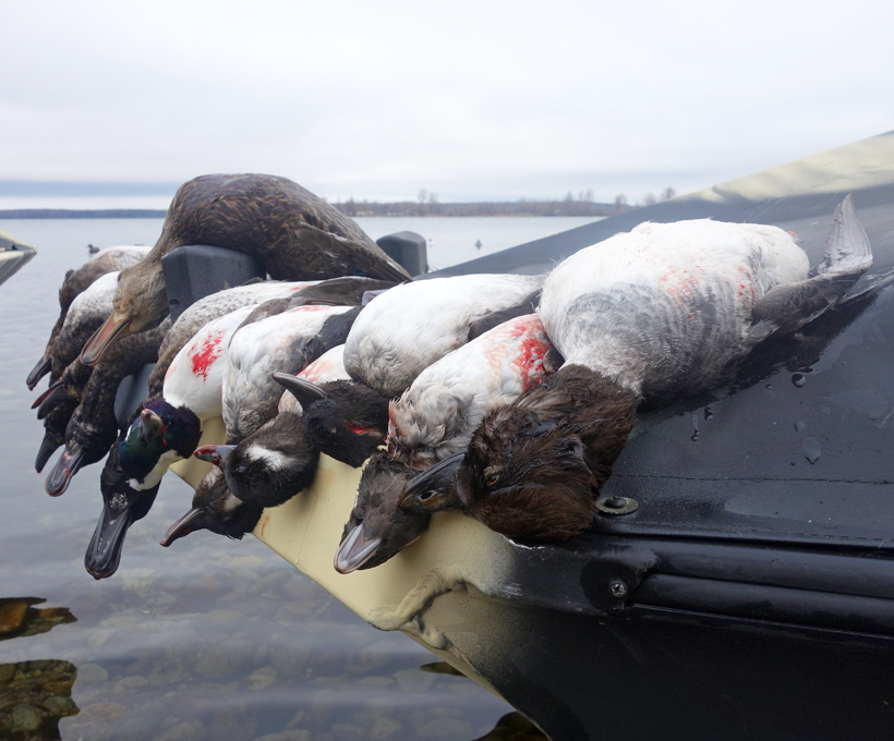 Lake Ontario - Duck Hunting