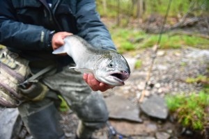 Salmon River - Steelhead Trout Fishing