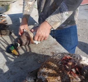 Thousand Islands Region - Duck Hunting