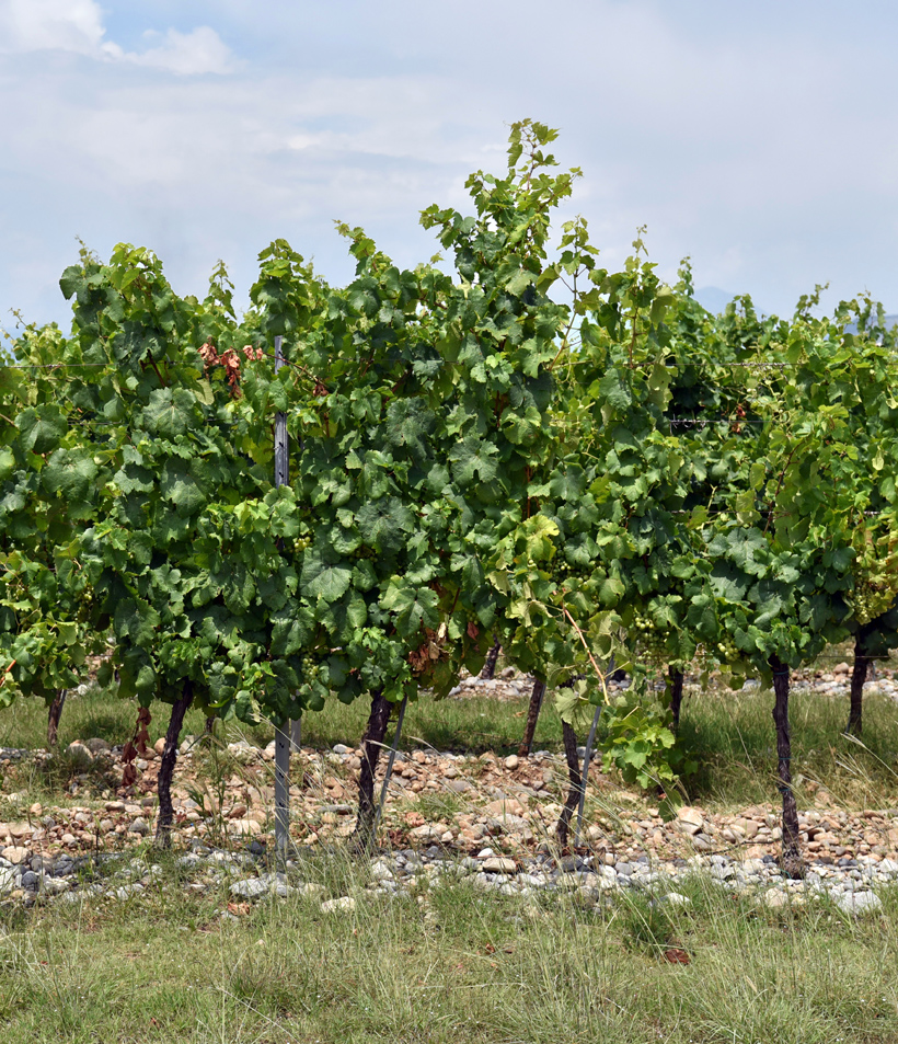 Montenegrin Wine - Plantaže - Ćemovsko Polje Vineyard