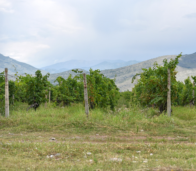 Montenegrin Wine - Plantaže - Ćemovsko Polje Vineyard