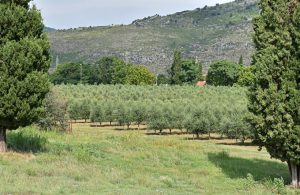 Montenegro - Plantaže - Olive Trees