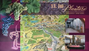 Montenegrin Wine - Plantaže