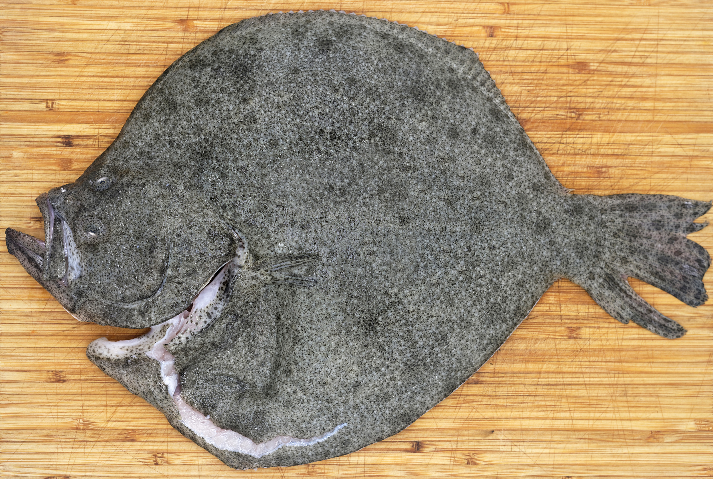 Roasted or Pan-Fried Turbot, and How to Cook Fish