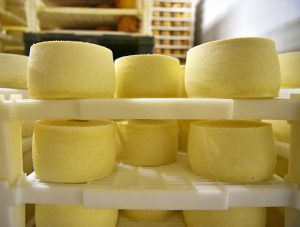 Pag Island - Gligora Cheese Factory