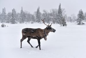 Kola Peninsula - Lovozero - Reindeer