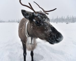 Kola Peninsula - Lovozero - Reindeer