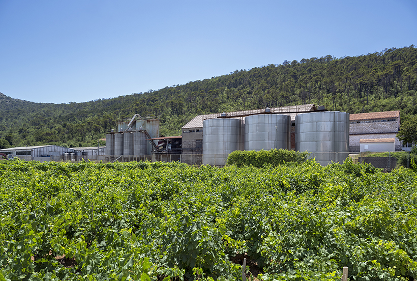 Pelješac Peninsula - Dingač Agricultural Cooperative and Winery