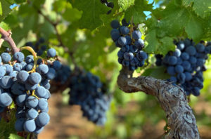 Pelješac Peninsula - Ponos Winery