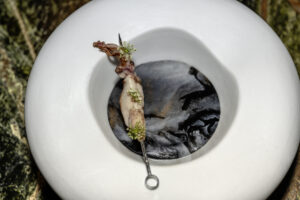 Boškinac Restaurant - Baby Cuttlefish