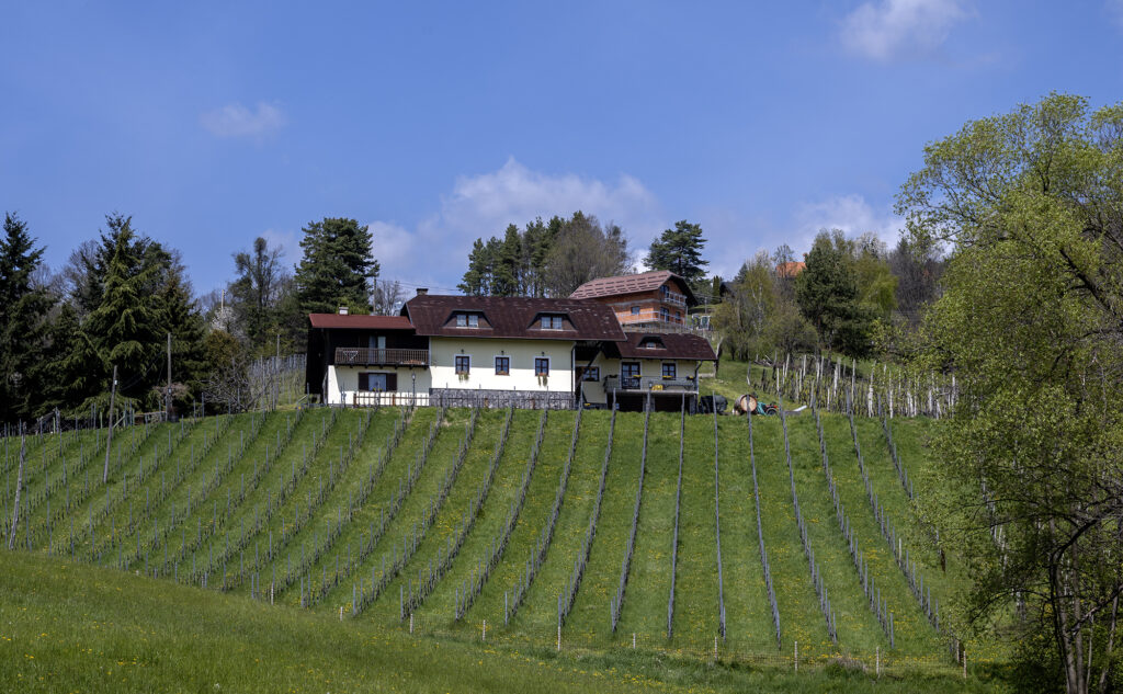 Slovenian Natural Wines - Zorjan