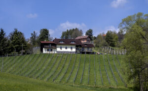 Slovenian Natural Wines - Zorjan
