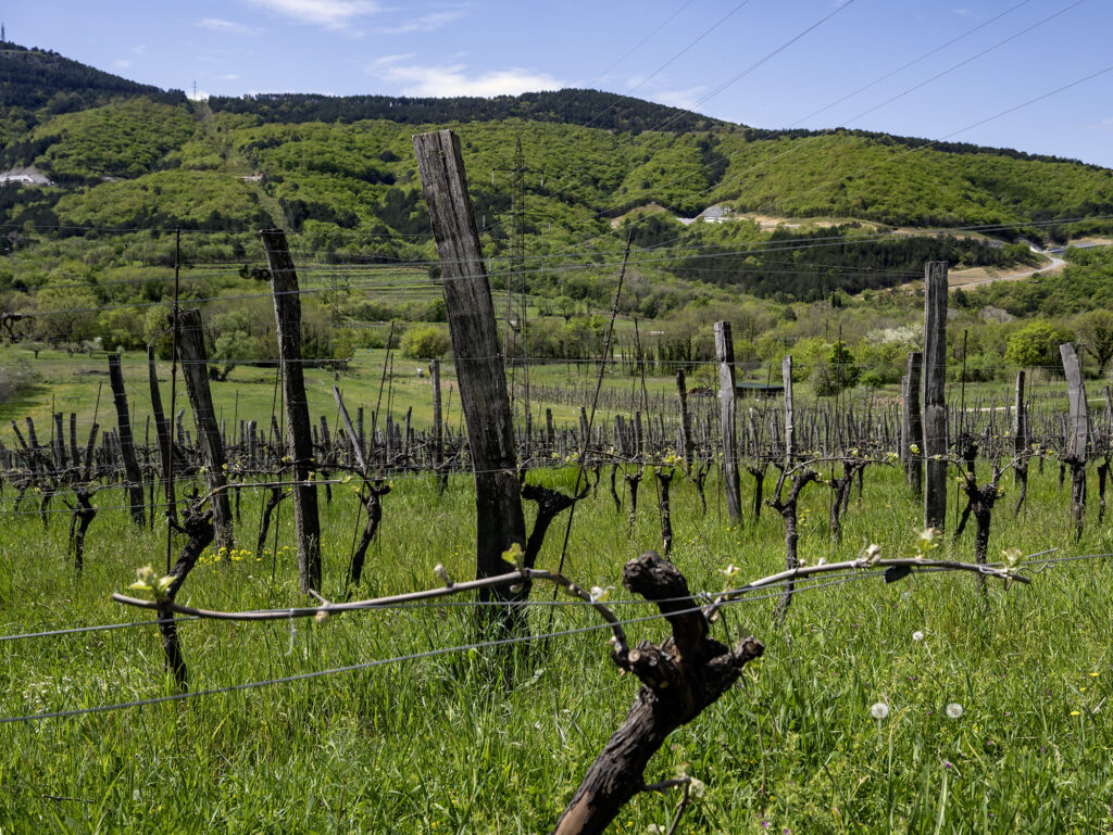 Slovenian Natural Wines - Klabjan