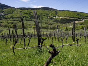 Slovenian Natural Wines - Klabjan