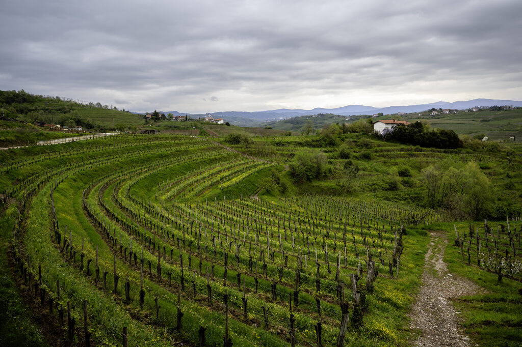 Slovenian Natural Wines - Movia