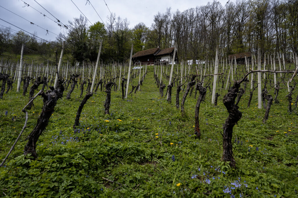 Slovenian Natural Wines - Organic Anarchy