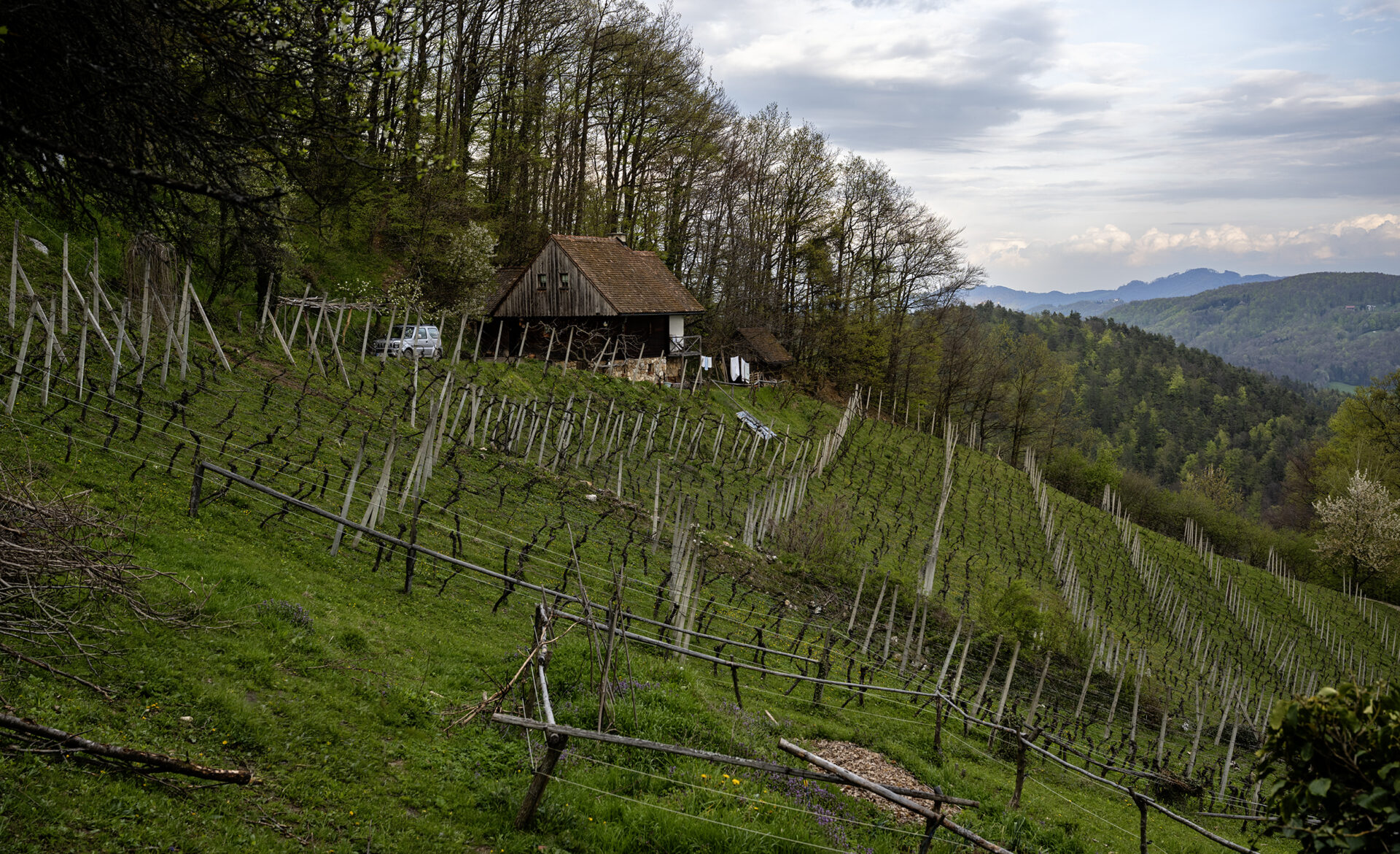 Slovenian Natural Wines - Organic Anarchy